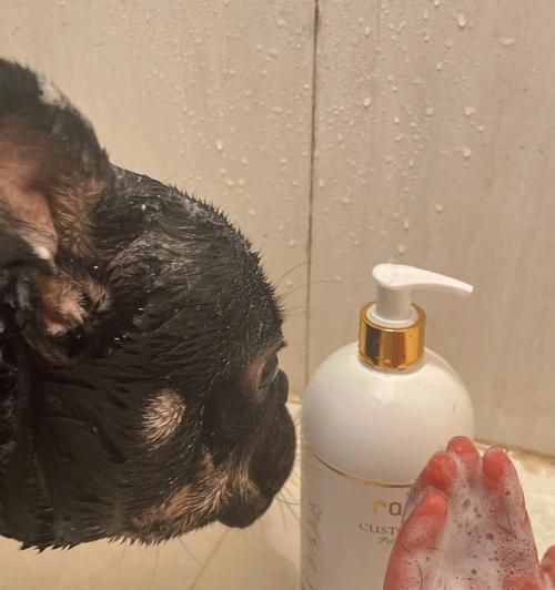 为什么狗狗一周洗澡有体味（探究狗狗洗澡后仍有体味的原因及解决方法）