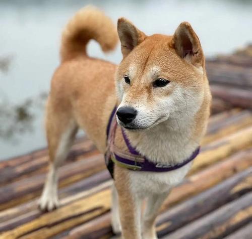 柴犬好小（揭秘柴犬矮小身材的原因以及适宜饲养的方法）