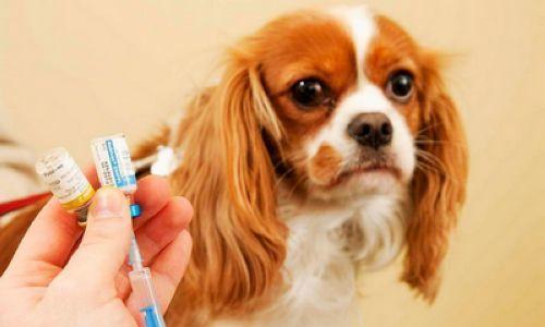 为什么给小狗打疫苗是必要的（保护宠物健康）