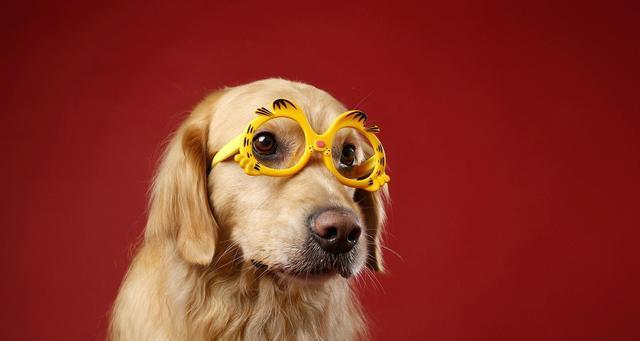 探究狗眼睛红色的原因及对狗健康的影响（探究狗眼睛红色的原因及对狗健康的影响）