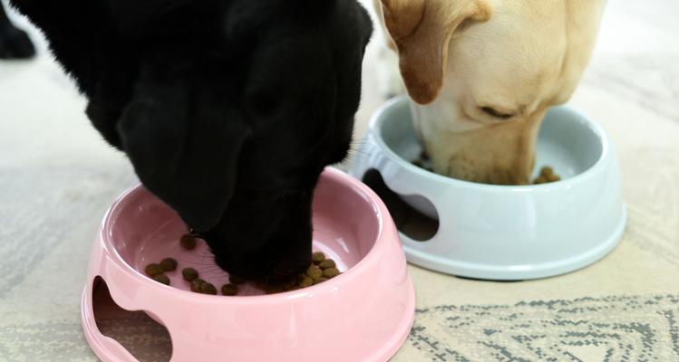 为什么狗狗不爱吃碗里的食（探究狗狗挑食的原因及应对方法）