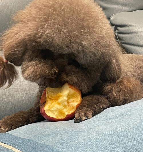 为什么狗狗不爱吃苹果（探究狗狗对苹果的消化）