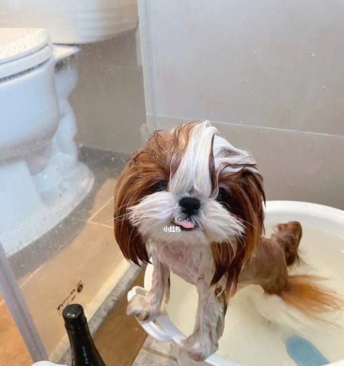 为什么狗狗不想洗澡（探究宠物狗狗不喜欢洗澡的原因）