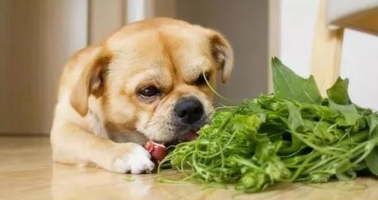 狗狗为什么不嚼食物（探究狗狗不嚼食物的原因及其对健康的影响）