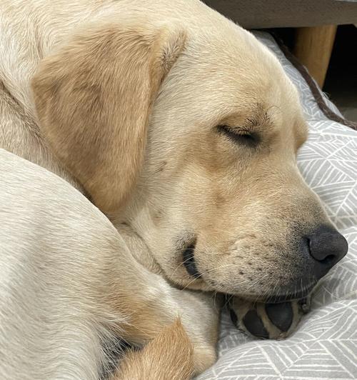 为什么狗狗睡觉老是抽搐（了解宠物睡眠习惯）