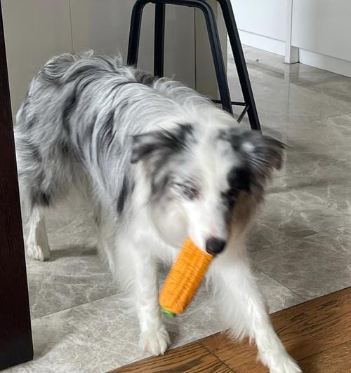 揭秘狗狗为什么喜欢吃玉米（宠物世界的小秘密）