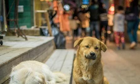 为什么狗狗喜欢淋雨（探究狗狗淋雨行为的原因及影响）