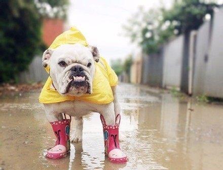 为什么狗狗喜欢淋雨（探究狗狗淋雨行为的原因及影响）