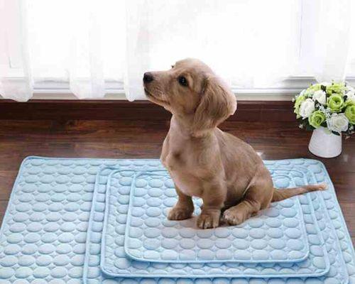 揭秘狗狗喜欢睡垫子的原因（探究狗狗对垫子的喜爱和依赖）