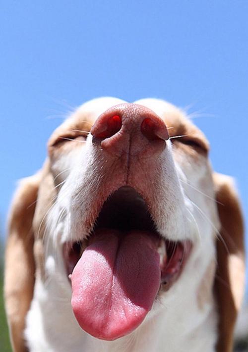 为什么狗狗喜欢舔东西（揭秘狗狗舔东西的原因和卫生问题）