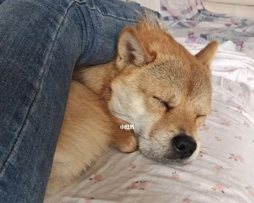 狗狗为什么总是睡觉（探究狗狗日常睡眠的原因与意义）