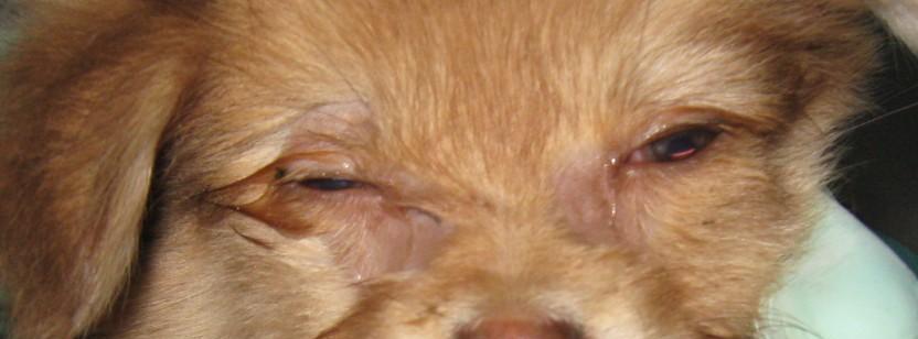 狗眼睛周围发红掉毛，原因和处理方法（宠物爱好者必读）