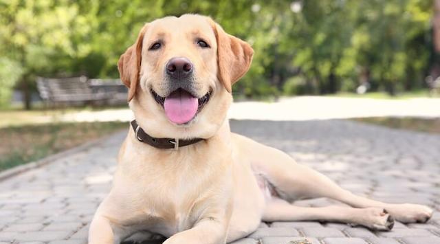 拉布拉多犬为什么不长个（探究拉布拉多犬成长的秘密及其适合做宠物的原因）