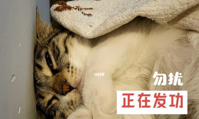 猫为什么喜欢爬人身上（探究宠物猫的行为与心理特点）