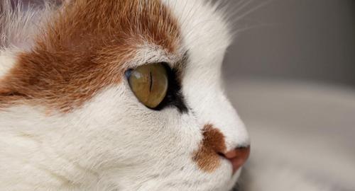 探秘猫眼睛一大一小的奥秘（为什么猫的双眼看起来大小不一）