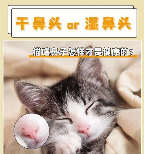 猫咪鼻子上的湿润区域（探究猫咪鼻子上的神秘湿润区域）