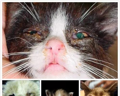 猫咪为何有眼屎多（从生理特点和环境因素分析）
