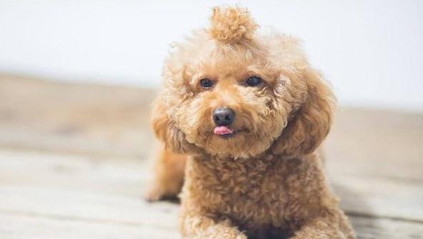 泰迪犬为什么挑食（探究泰迪犬挑食的原因和解决方法）