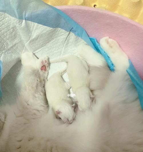如何正确护理刚出生的小猫（宠物猫的喂养技巧）