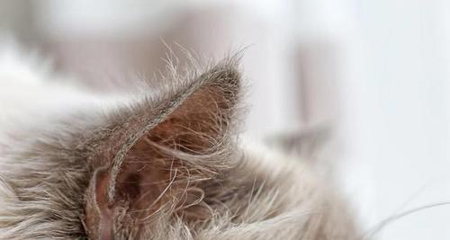 如何给宠物猫掏耳朵不伤害（怎样预防掏耳朵过度和正确处理血迹）