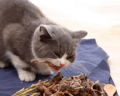 给猫咪吃零食是否可行（探讨猫咪食用零食的利弊）