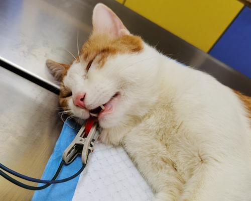 如何给宠物猫咪打疫苗（疫苗接种的必要性及具体操作步骤）