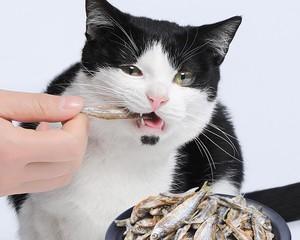 如何为宠物猫煮健康又美味的饭菜（宠物猫的膳食健康需要注意的事项）