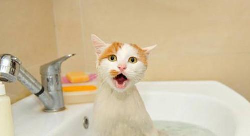 如何为宠物猫洗澡（小猫洗澡的注意事项和常用清洁用品）