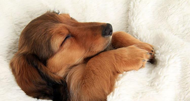 与狗狗共同入眠，你该知道的那些事（睡在一起会对宠物产生影响吗）