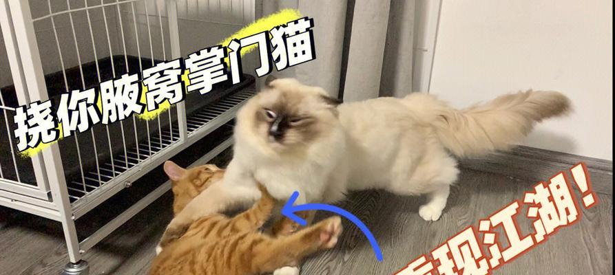 公猫是否会咬死小猫（了解宠物猫的攻击性和行为习惯）