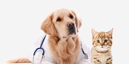 宠物狗膀胱炎的治疗方法（如何解决宠物狗膀胱炎总是不好的问题）