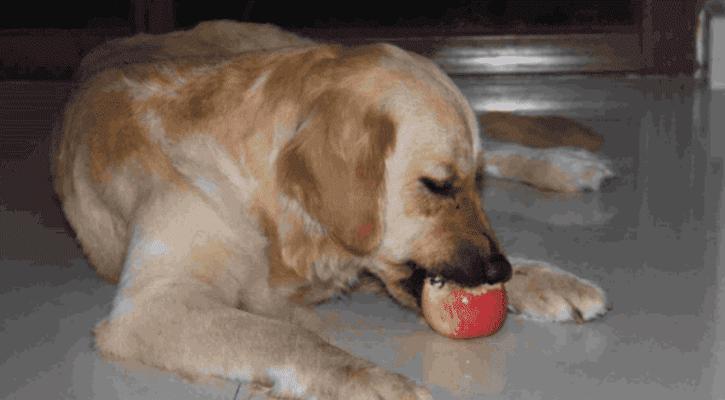 你的宠物狗不能吃这些水果（警惕！狗狗禁食水果）