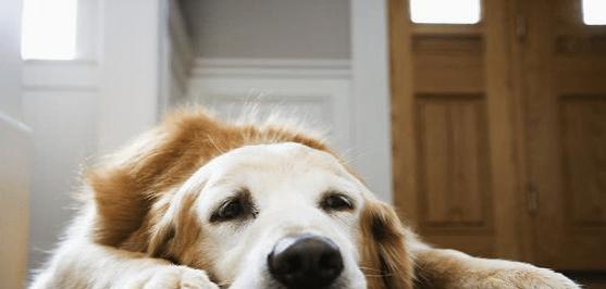 宠物狗长期咳嗽的原因及治疗方法（为什么狗会长期咳嗽）