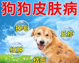 宠物狗长癣还痒，这样治疗最有效（掌握这些方法）