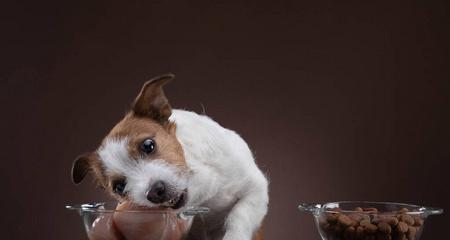 宠物狗肠胃不适时的饮食调理方法（15种适合宠物狗肠胃不适时的食物推荐）