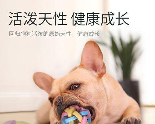 宠物狗吃油腻食物后拉肚子的应对方法（保护宠物消化系统）
