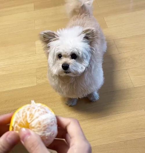 宠物狗吃橘子后呕吐拉肚子怎么办（狗吃橘子后出现呕吐拉肚子的原因与治疗方法）