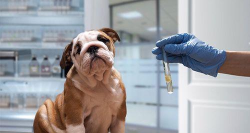 狗打了疫苗后的反应，怎么办（以宠物为主）