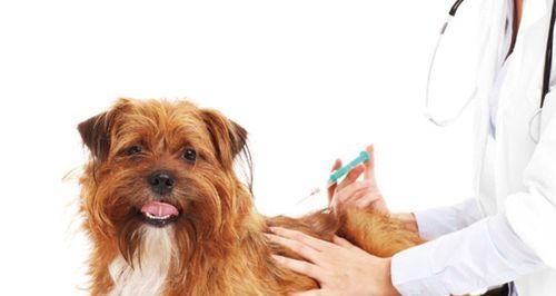 狗狗打完疫苗后的注意事项（宠物爱护必须知道的15件事）