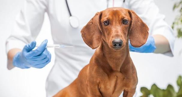 狗狗打完疫苗后的注意事项（宠物爱护必须知道的15件事）