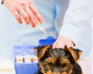 狗狗打完疫苗后呕吐拉稀，怎么处理（了解狗狗的疫苗反应）
