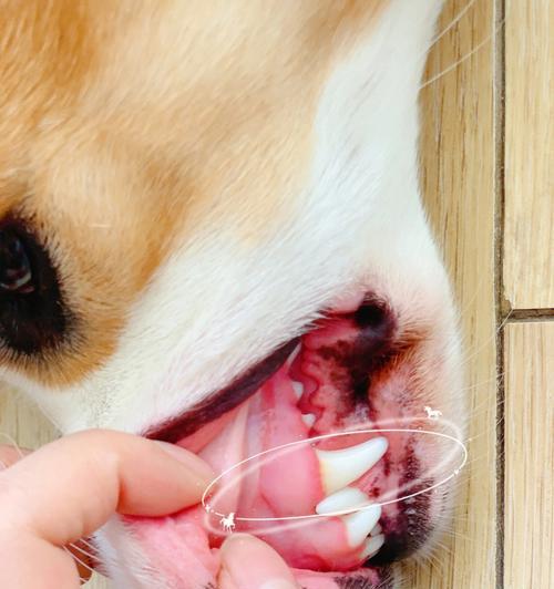 如何处理宠物狗大牙烂了的问题（教你全方位保护宠物狗的牙齿健康）
