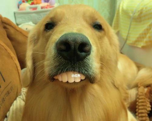 如何处理宠物狗大牙烂了的问题（教你全方位保护宠物狗的牙齿健康）