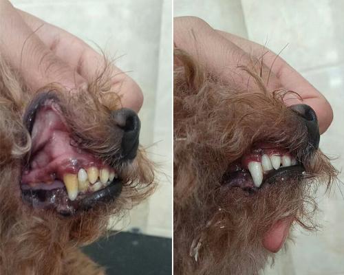 狗的上牙是如何区分的（通过狗的上牙结构和长度来区分不同品种）