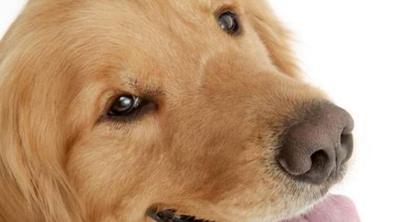 揭开宠物狗的视力奥秘，为什么它们与人类视力相似（揭开宠物狗的视力奥秘）