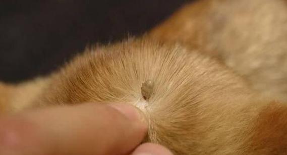 如何有效清理宠物身上的狗耳朵长蜱虫（打造干净健康的宠物生活）