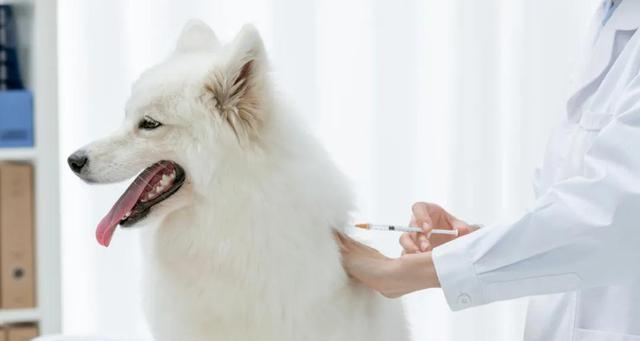 狗狗被咬了打狂犬疫苗注意事项（如何保护狗狗的健康）