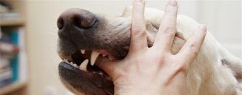 狗狗被咬后的应急处理方法（以宠物为主）