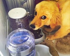 狗狗病了能喝水怎么办（以宠物为主）