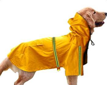 如何让狗狗愉快地穿上雨衣（宠物主人必读的养护秘籍）